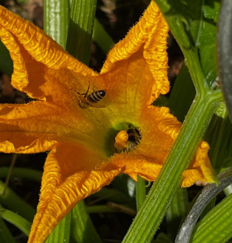 Pollination depends on a short morning window Pollination depends on a short morning window