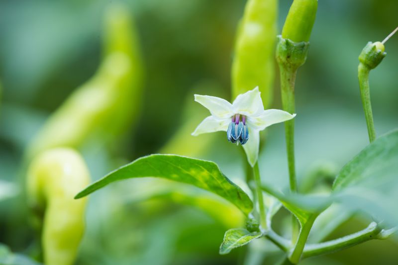 Pollination is not the first problem to solve