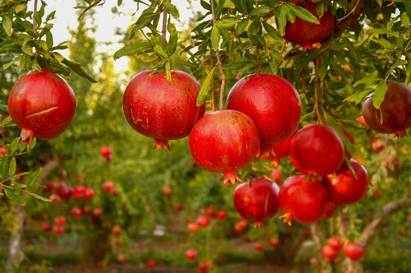Pomegranate