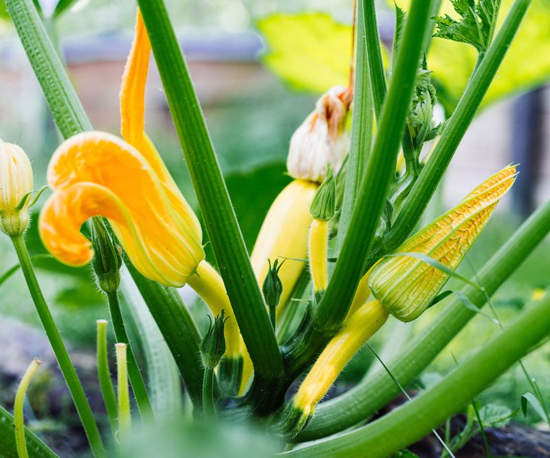 Poor pollination often stops a zucchini before it reaches harvest size