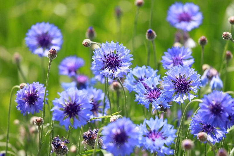 Bachelor's Buttons (Cornflower)