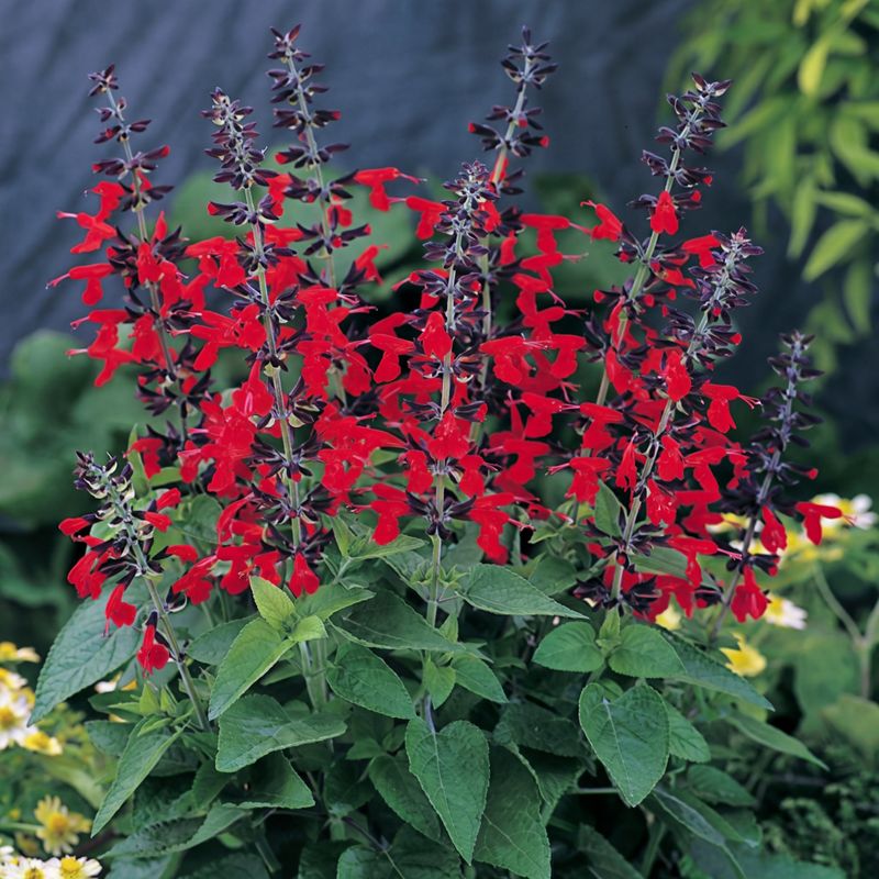 Salvia (Annual types)