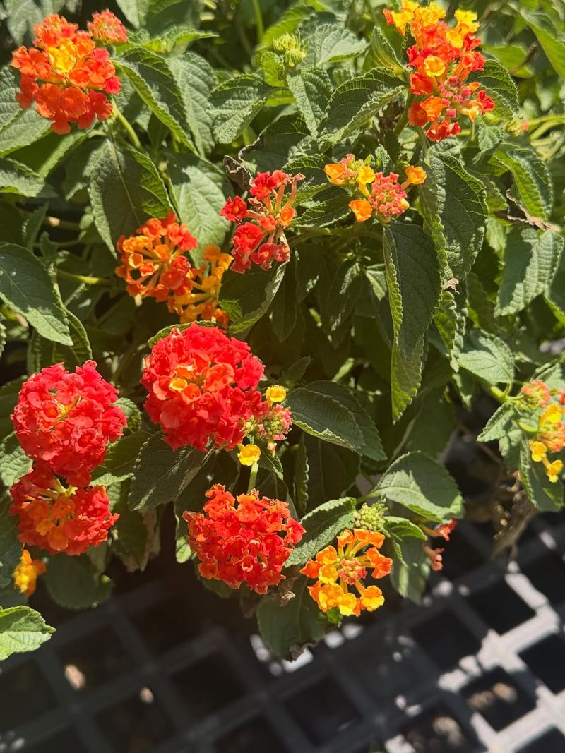 Lantana