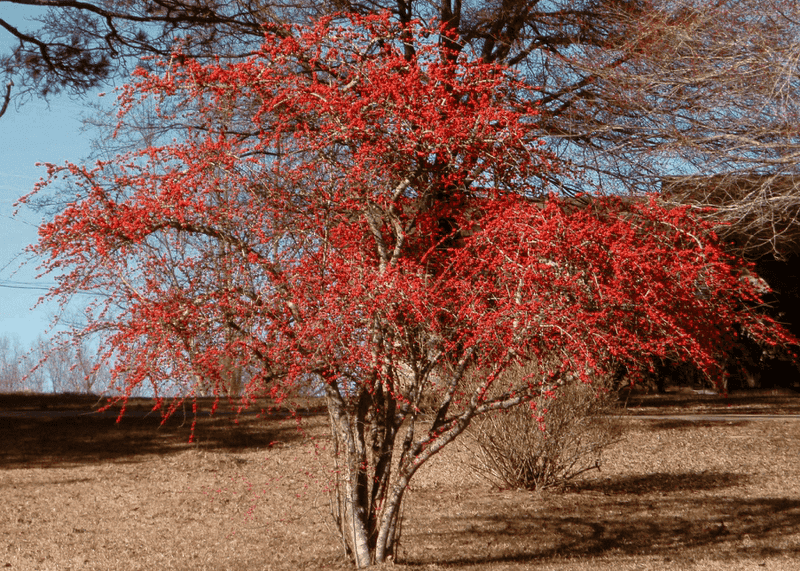 Possumhaw Holly Possumhaw Holly