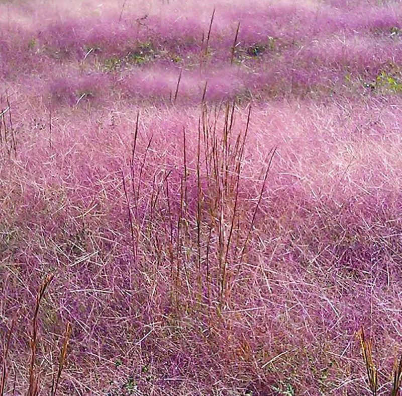 Powderpuff Purple Lovegrass (Eragrostis spectabilis) Powderpuff Purple Lovegrass (Eragrostis spectabilis)