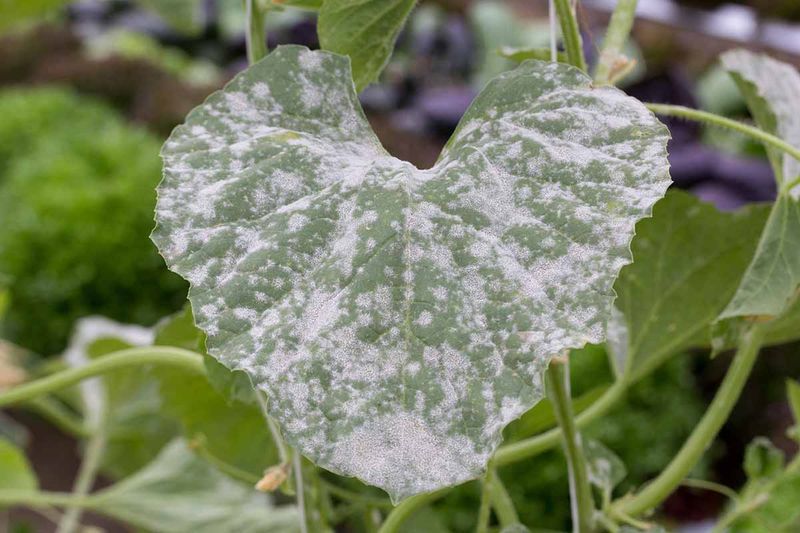 Powdery-white leaves may signal powdery mildew Powdery-white leaves may signal powdery mildew