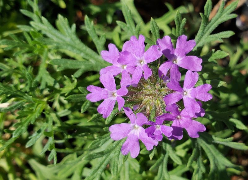 Prairie Verbena (Glandularia bipinnatifida)