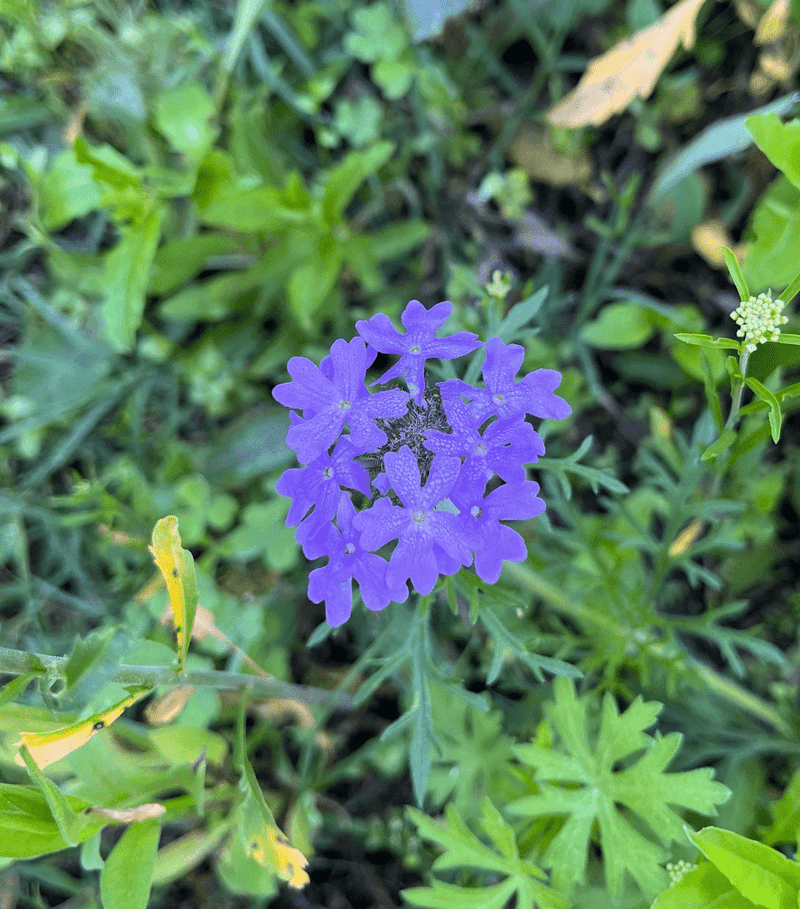 Prairie Verbena (Glandularia bipinnatifida) Prairie Verbena (Glandularia bipinnatifida)