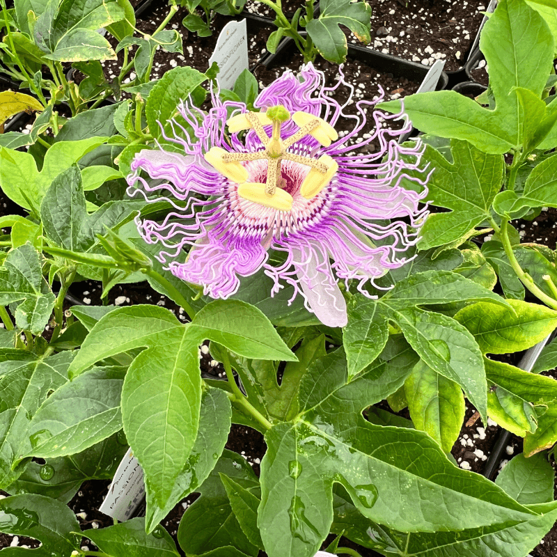 Online Native Plant Communities and Marketplaces