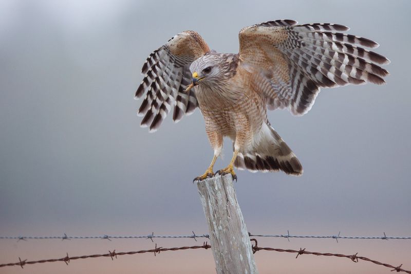 Predators Can Shape Food Webs Without Providing Household Tick Control
