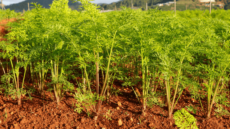 Prepare a root zone that suits the carrot variety Prepare a root zone that suits the carrot variety