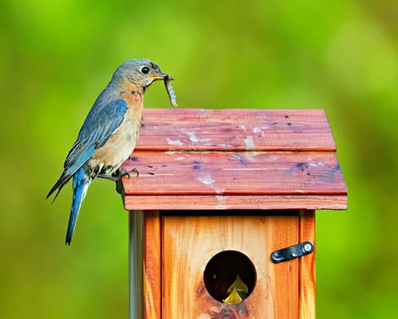 Prepare for spring nesting, not a universal return