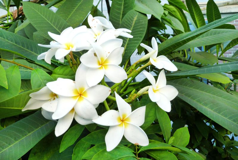 Preserve healthy flowering wood and set realistic scent expectations