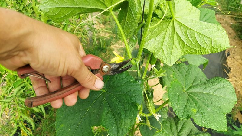 Preserve healthy leaves when a protocol calls for pruning