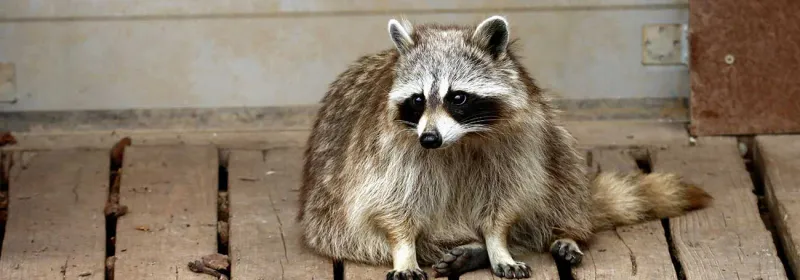 Treat abnormal behavior and raccoon feces as safety issues