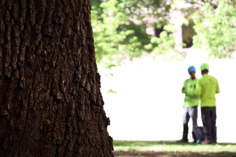 Get a diagnosis before treating or removing a tree