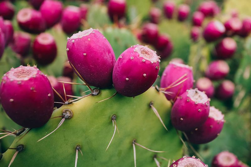 Prickly Pear Cactus