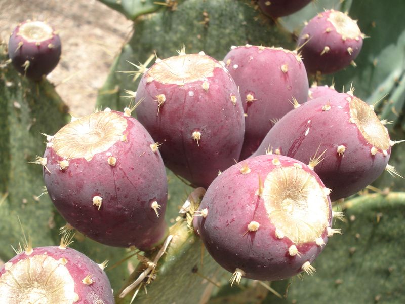 Prickly Pear (Tuna) Prickly Pear (Tuna)