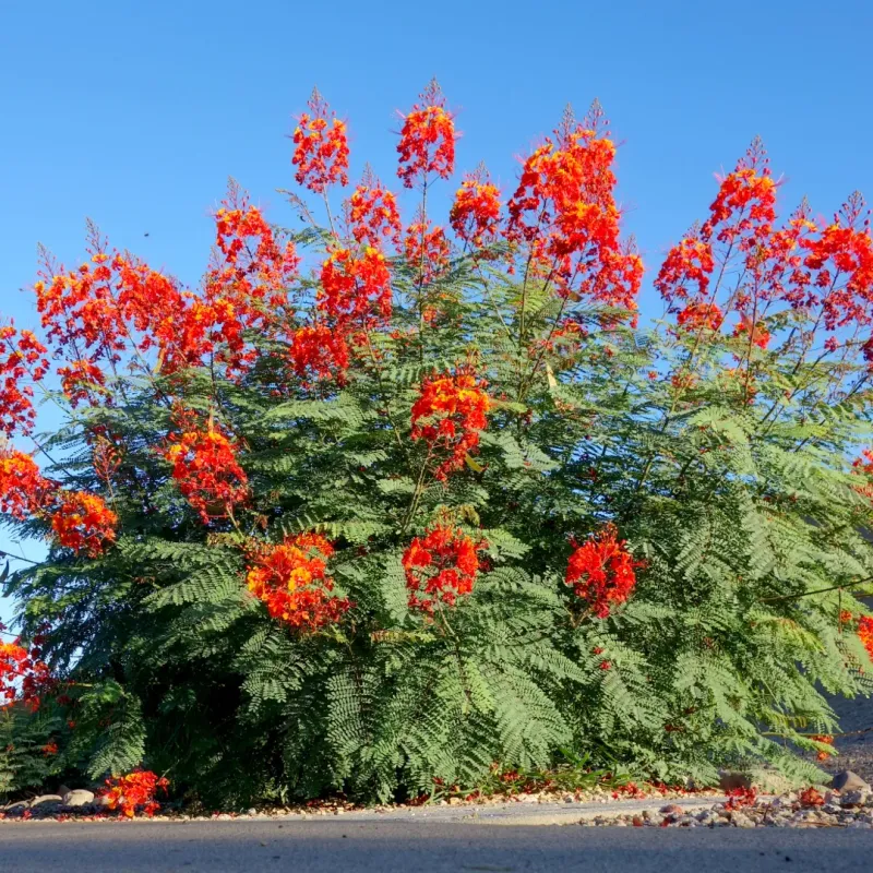 Pride of Barbados 'Phoenix Flame' Pride of Barbados 'Phoenix Flame'