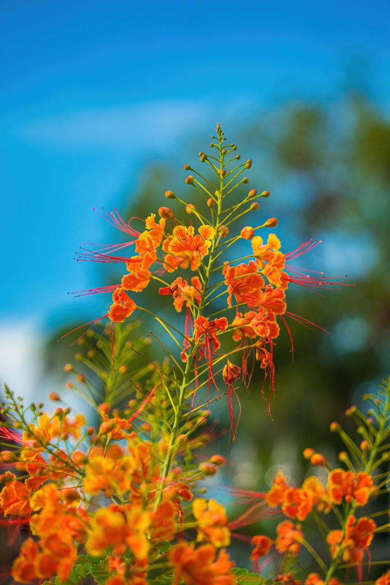 Pride of Barbados Pride of Barbados