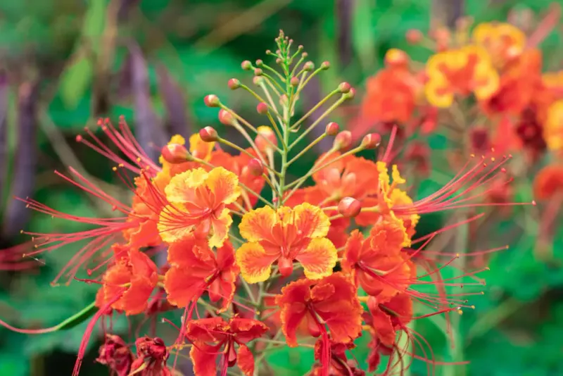 Pride of Barbados