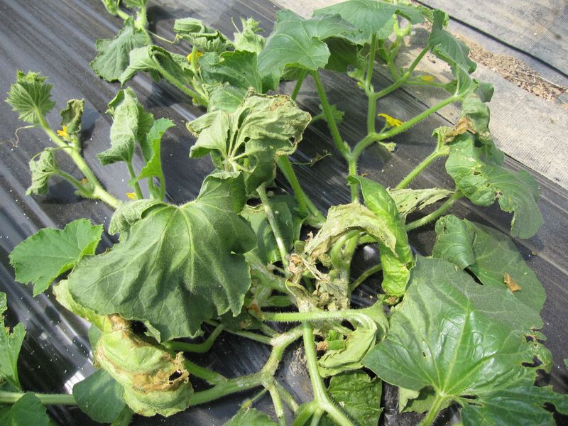 Progressive collapse makes bacterial wilt more suspicious
