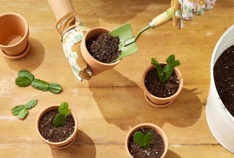 Propagate healthy segments if the original plant is badly compromised Propagate healthy segments if the original plant is badly compromised