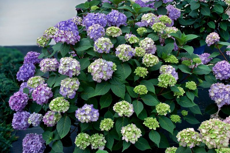 Choose Reblooming Varieties for a Longer Show