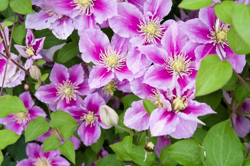 Protect Group 1’s old wood until flowering ends