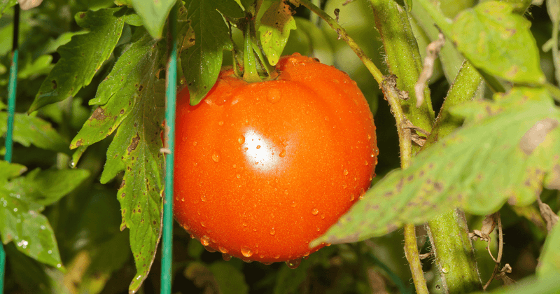 Harvest at Peak Ripeness for the Best Flavor