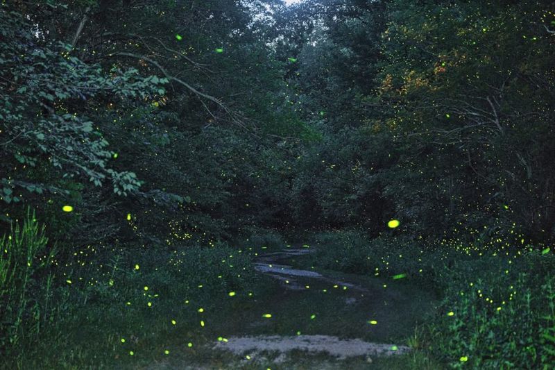 Protect a low-disturbance habitat zone without abandoning the whole yard
