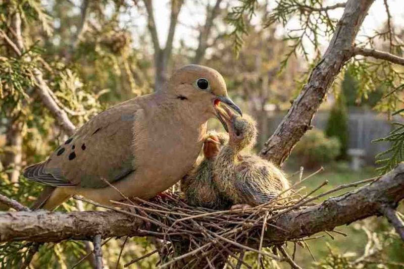 Protect an active nest before you manage the branch