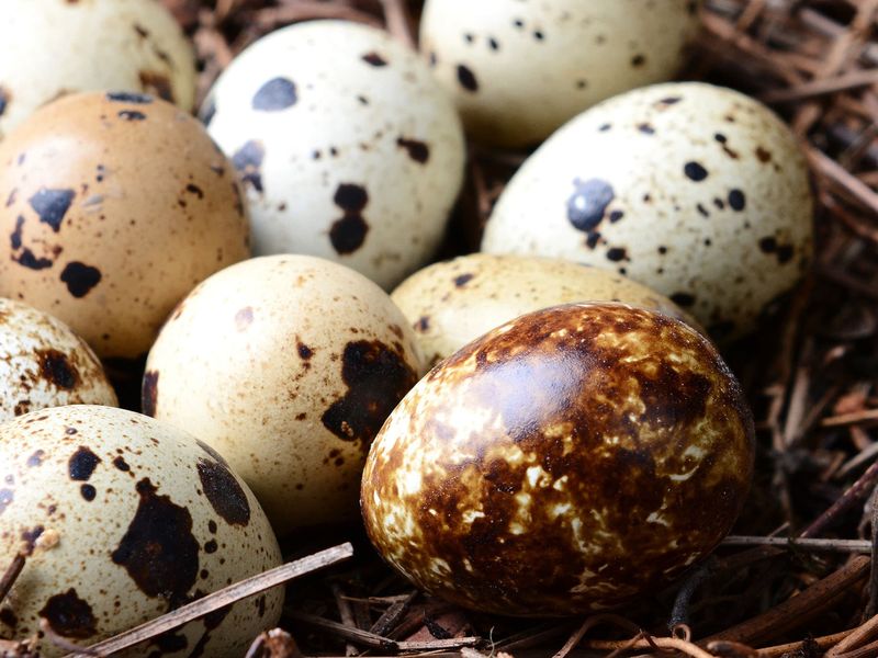 Protect ground nests when yard work brings you close