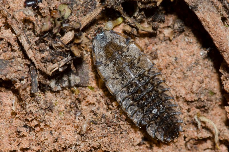 Protect larvae and prey beneath the grass Protect larvae and prey beneath the grass