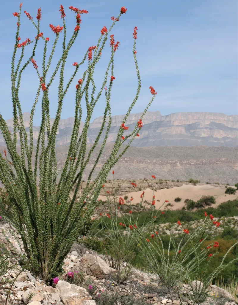Match the habitat to your Texas region