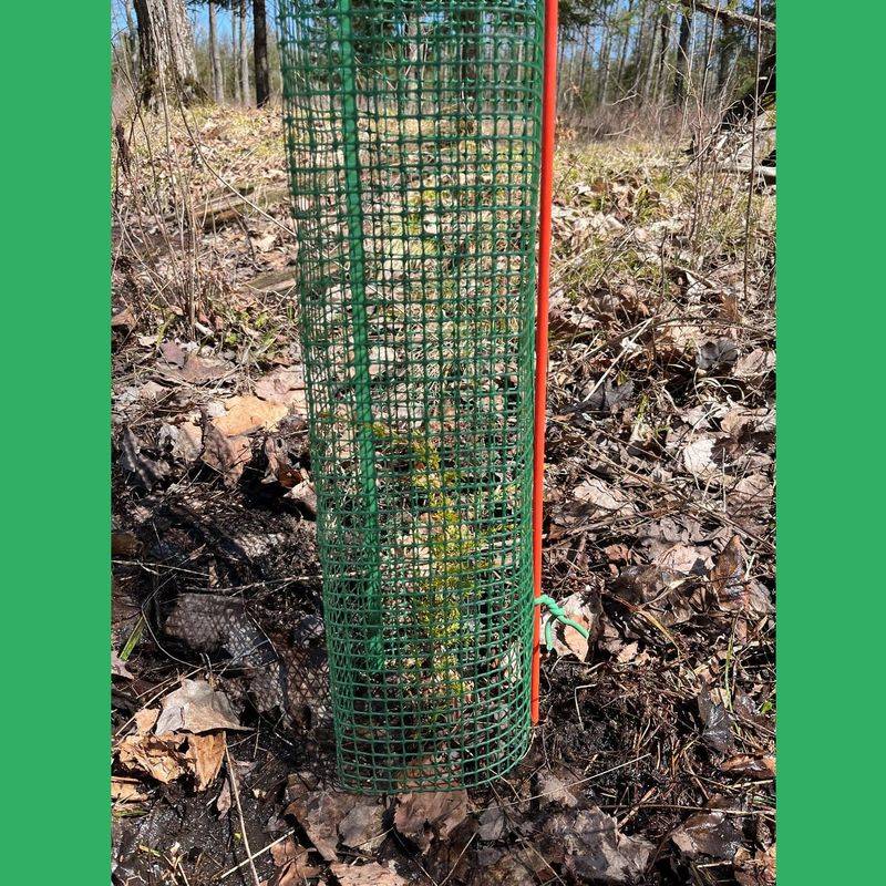 Protect next year's buds without chasing false fixes Protect next year's buds without chasing false fixes