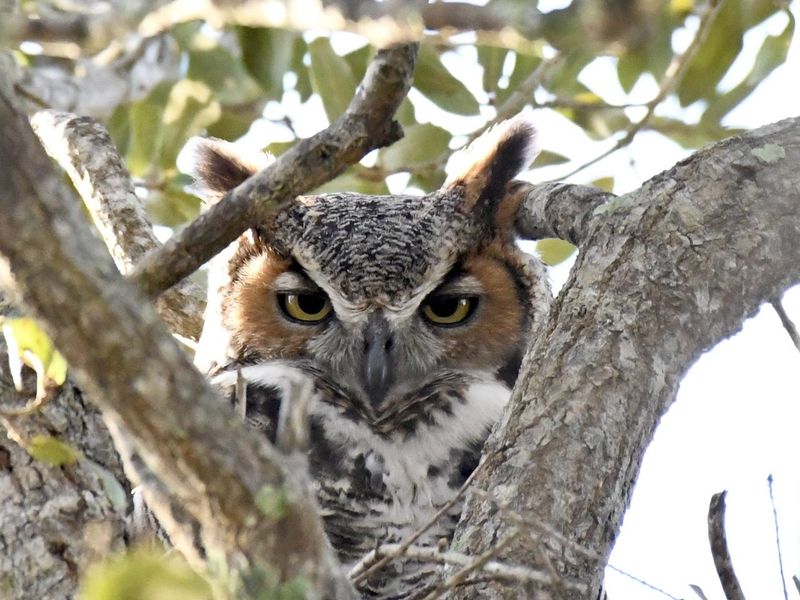 Protect pets and leave active nests to qualified professionals
