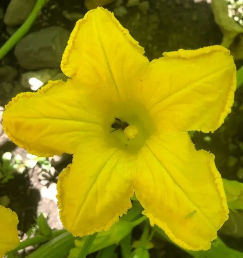 Protect pollinators and encourage the next fruit set