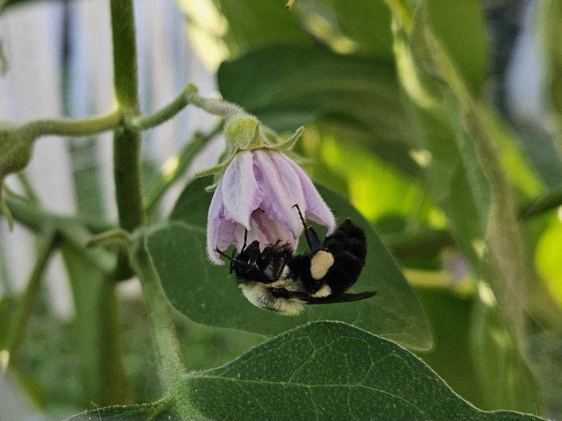 Protect pollinators while you troubleshoot