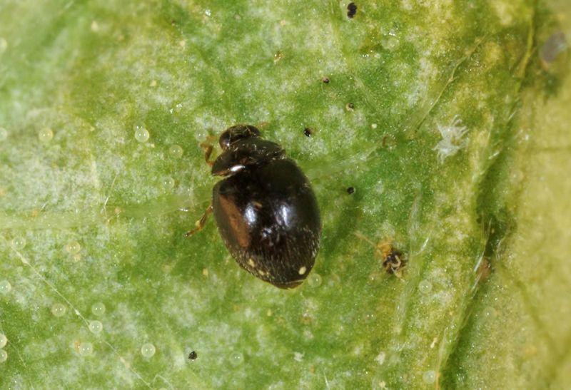 Protect predators that already hunt mites