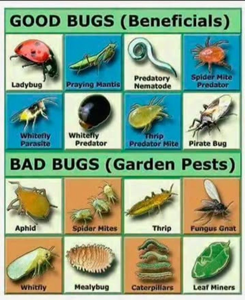 Protect resident predators and manage the actual pest