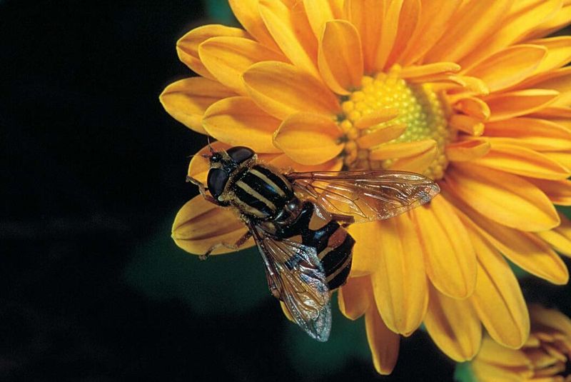 Protect resident predators before buying or spraying anything Protect resident predators before buying or spraying anything