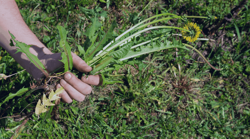 Protect seedlings with establishment water and early weed control Protect seedlings with establishment water and early weed control