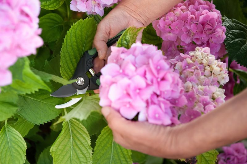 Protect the Buds by Diagnosing Before You Prune Protect the Buds by Diagnosing Before You Prune