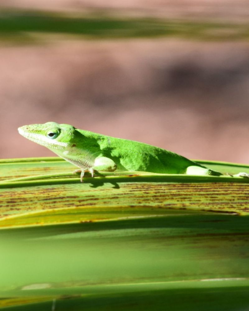 Protect the Food Web Without Promising Pest Control