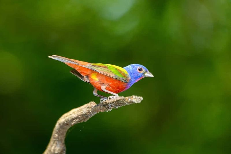 Protect the bird by giving it space Protect the bird by giving it space