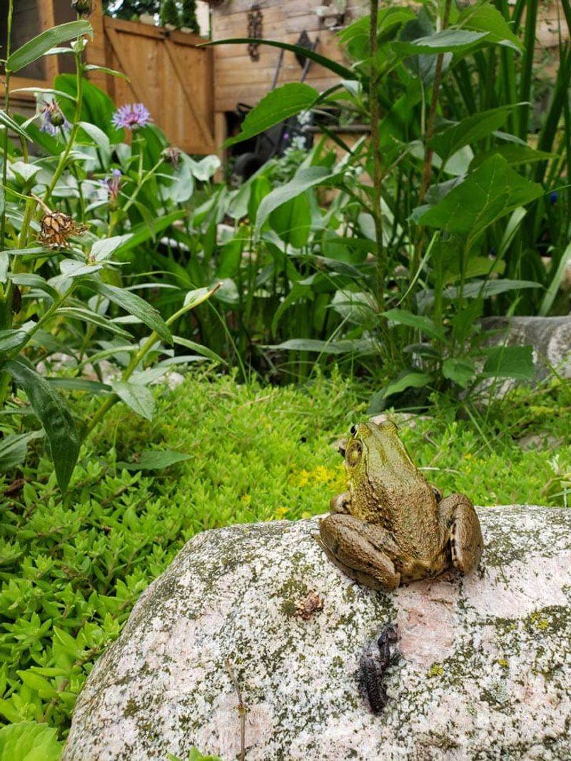 Protect the habitat from pesticides and introduced predators