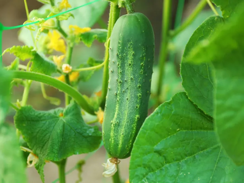 Protect the harvest with a label-based treatment plan Protect the harvest with a label-based treatment plan