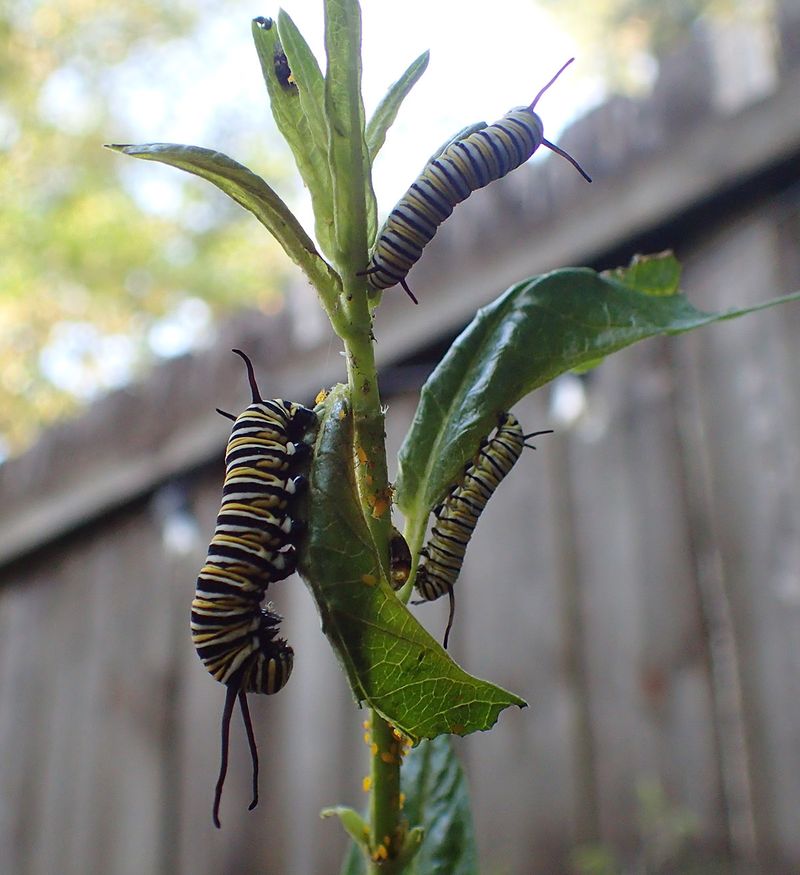Protect the insects that breeding birds need