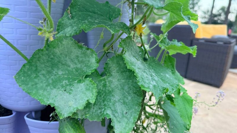 Protect the leaves that still work Protect the leaves that still work